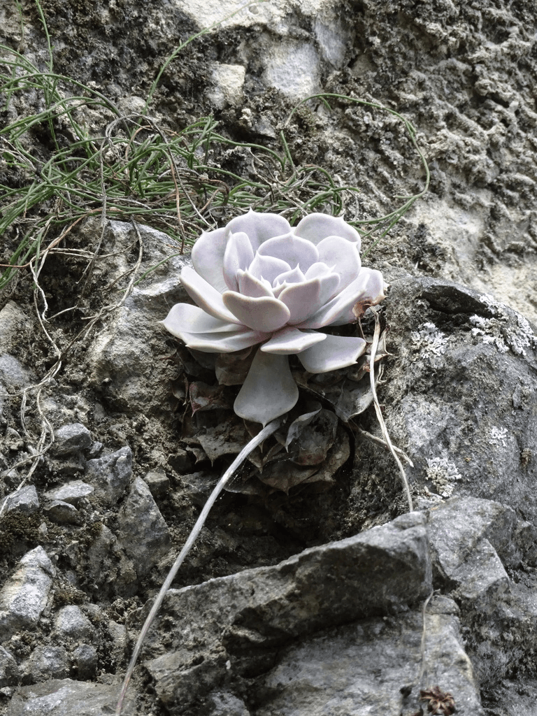 flower 2