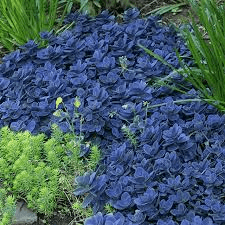 flower 3